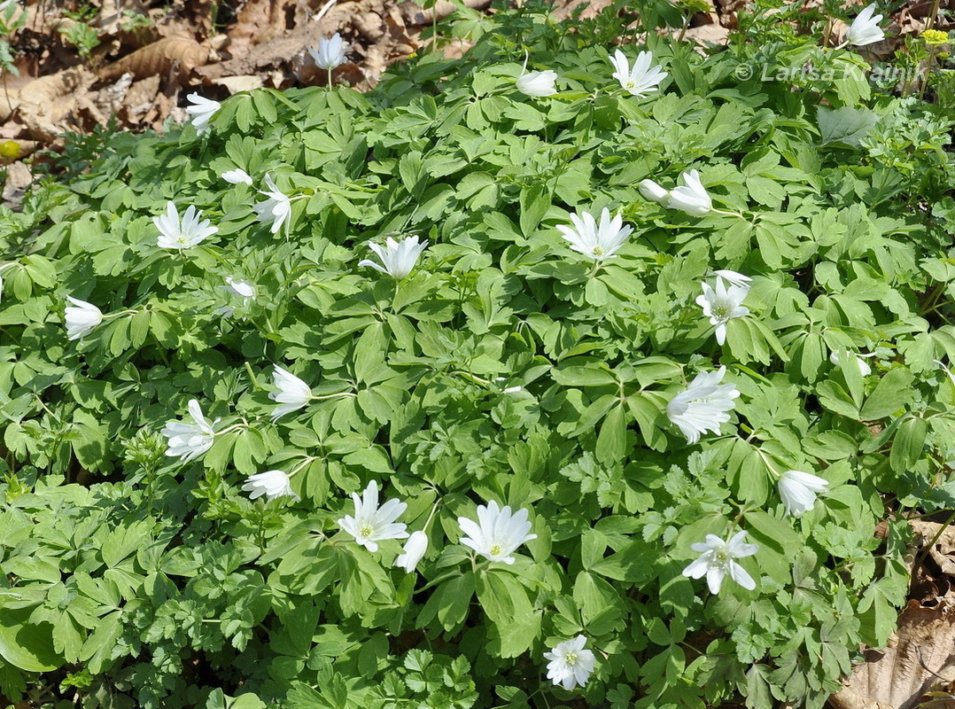 Image of Anemone raddeana specimen.