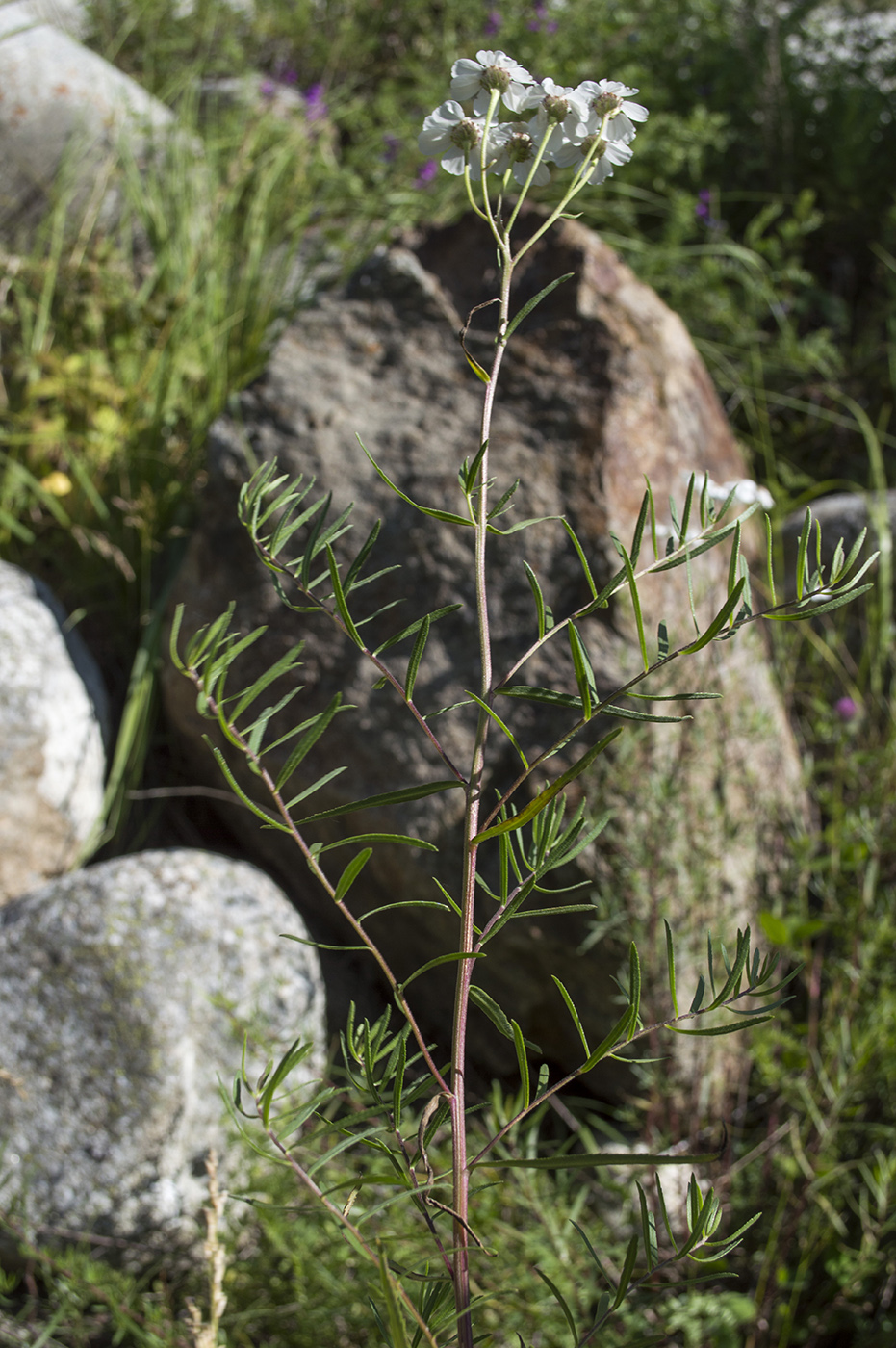 Image of Achillea ptarmicifolia specimen.