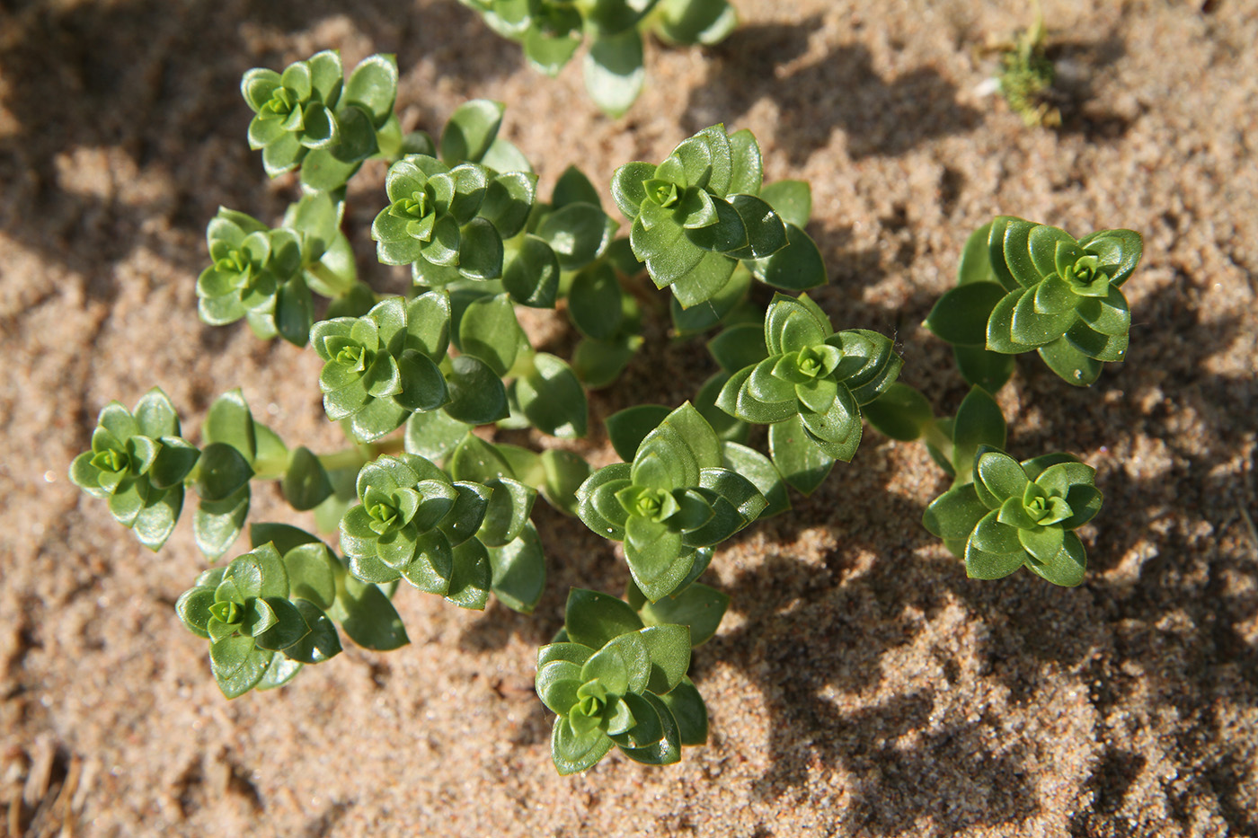 Image of Honckenya peploides specimen.