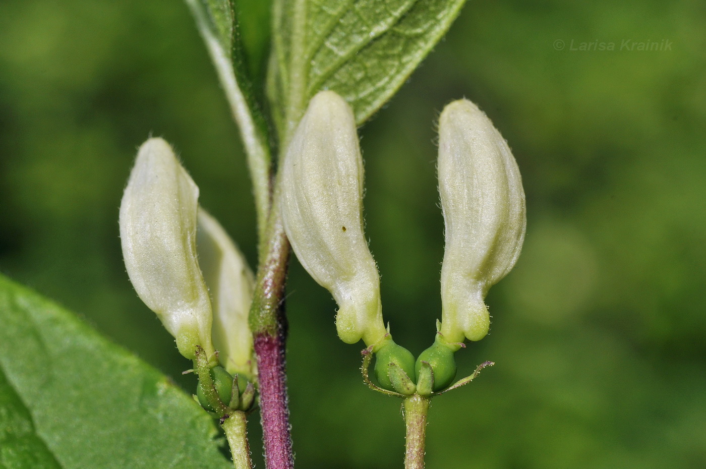 Image of Lonicera ruprechtiana specimen.