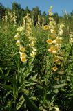 Digitalis grandiflora