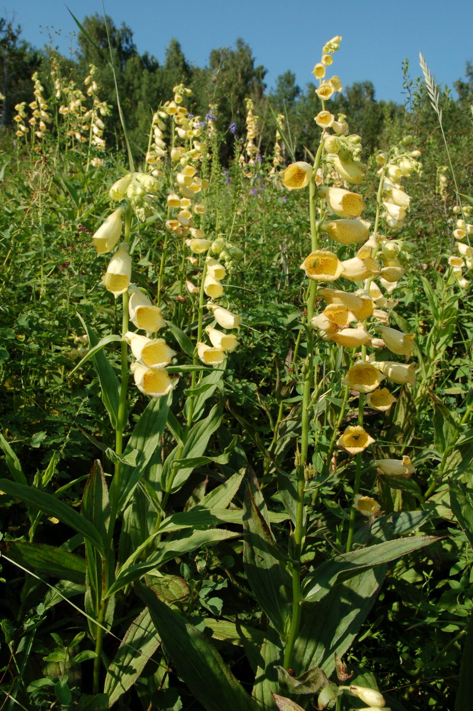 Изображение особи Digitalis grandiflora.