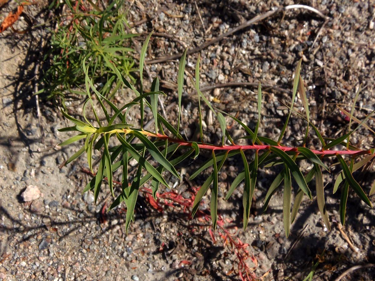 Image of genus Euphorbia specimen.