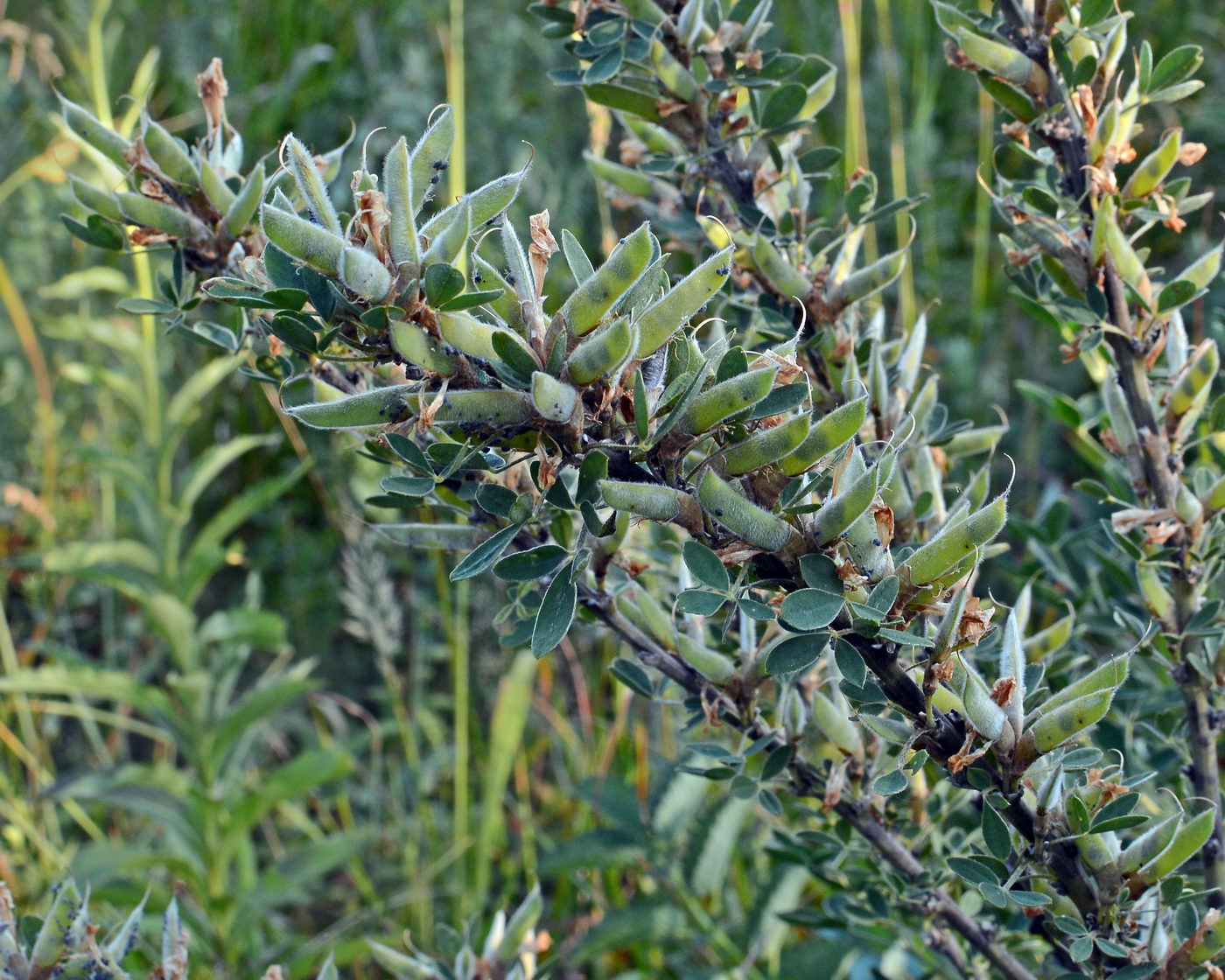 Изображение особи Chamaecytisus ruthenicus.