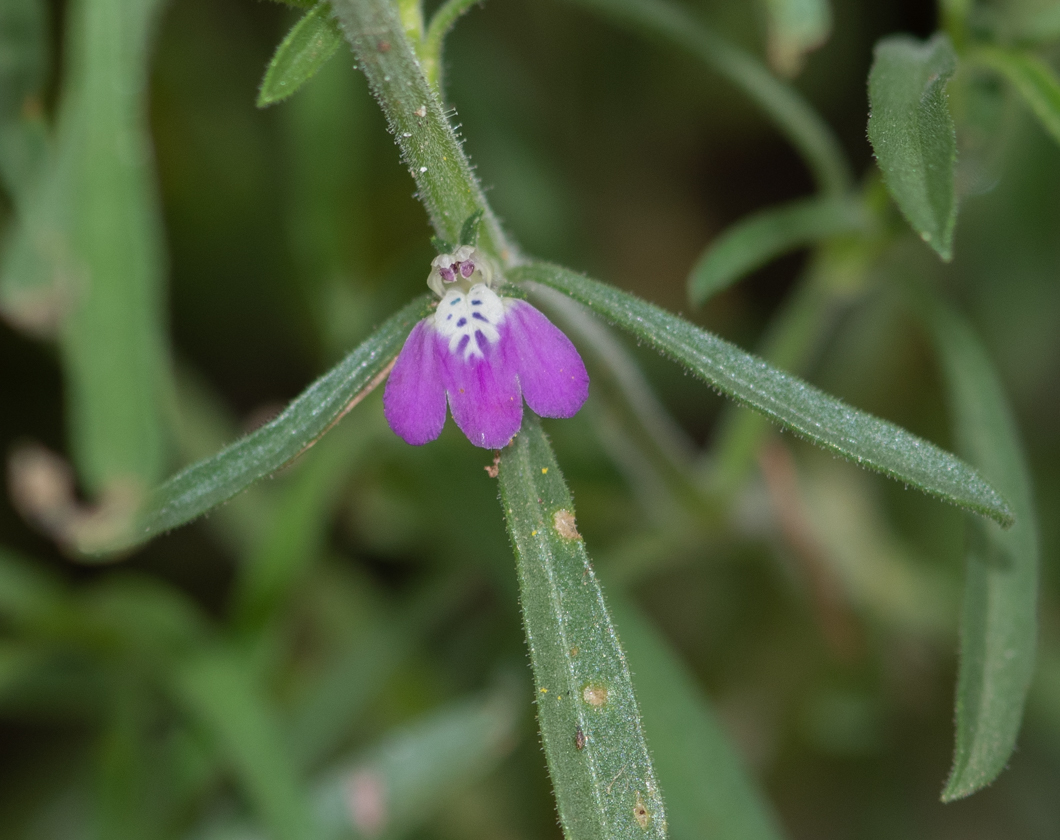 Image of Justicia divaricata specimen.