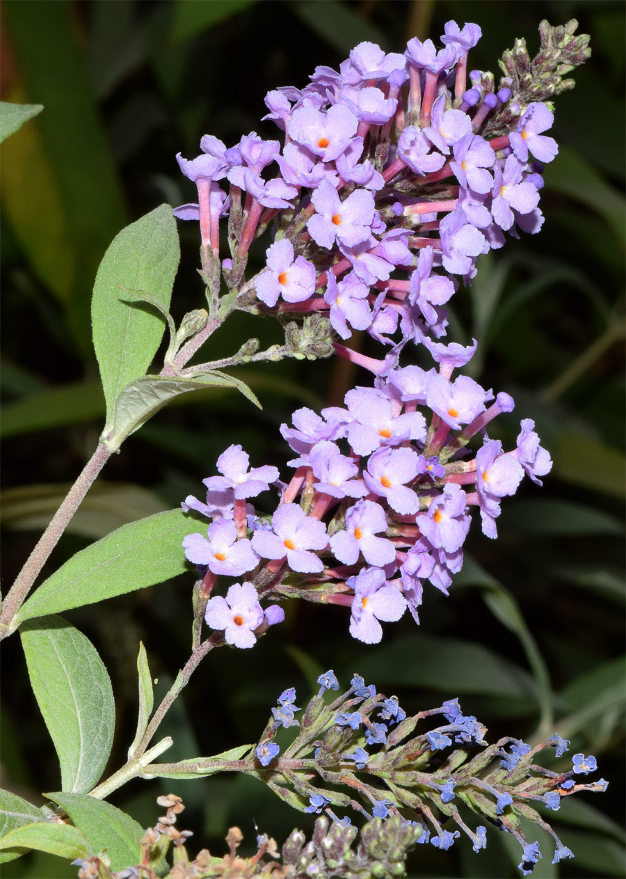 Image of Buddleja davidii specimen.
