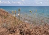 Agropyron pectinatum. Плодоносящие растения. Краснодарский край, Темрюкский р-н, мыс Железный Рог, остепнённый приморский склон. 20.06.2015.