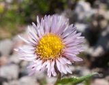 Erigeron alpinus. Соцветие. Адыгея, Кавказский биосферный заповедник, северо-восточный склон горы Оштен, ≈ 2400 м н.у.м., альпийский луг. 18.07.2015.