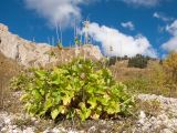 Valeriana alliariifolia. Отплодоносившее растение. Адыгея, Кавказский биосферный заповедник, ур. Яворова Поляна, ≈ 1900 м н.у.м., каменистая россыпь. 03.10.2015.