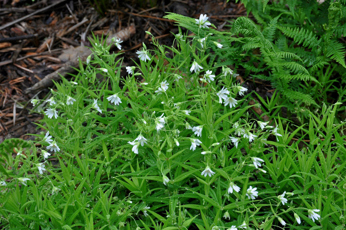 Image of Stellaria holostea specimen.