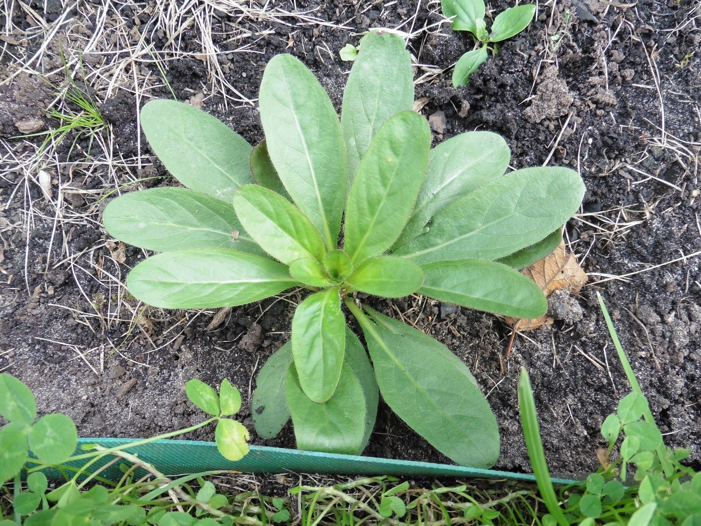 Изображение особи род Oenothera.