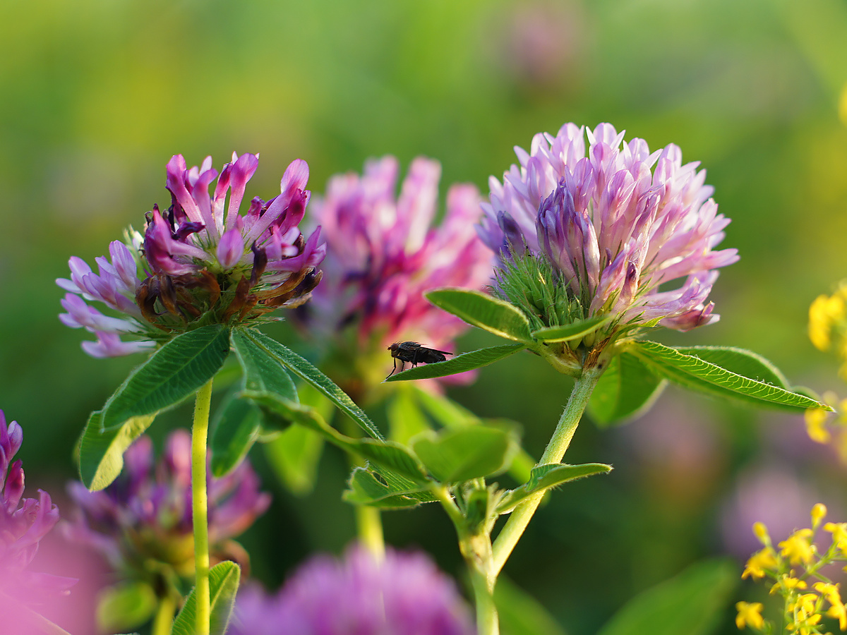 Image of Trifolium medium specimen.