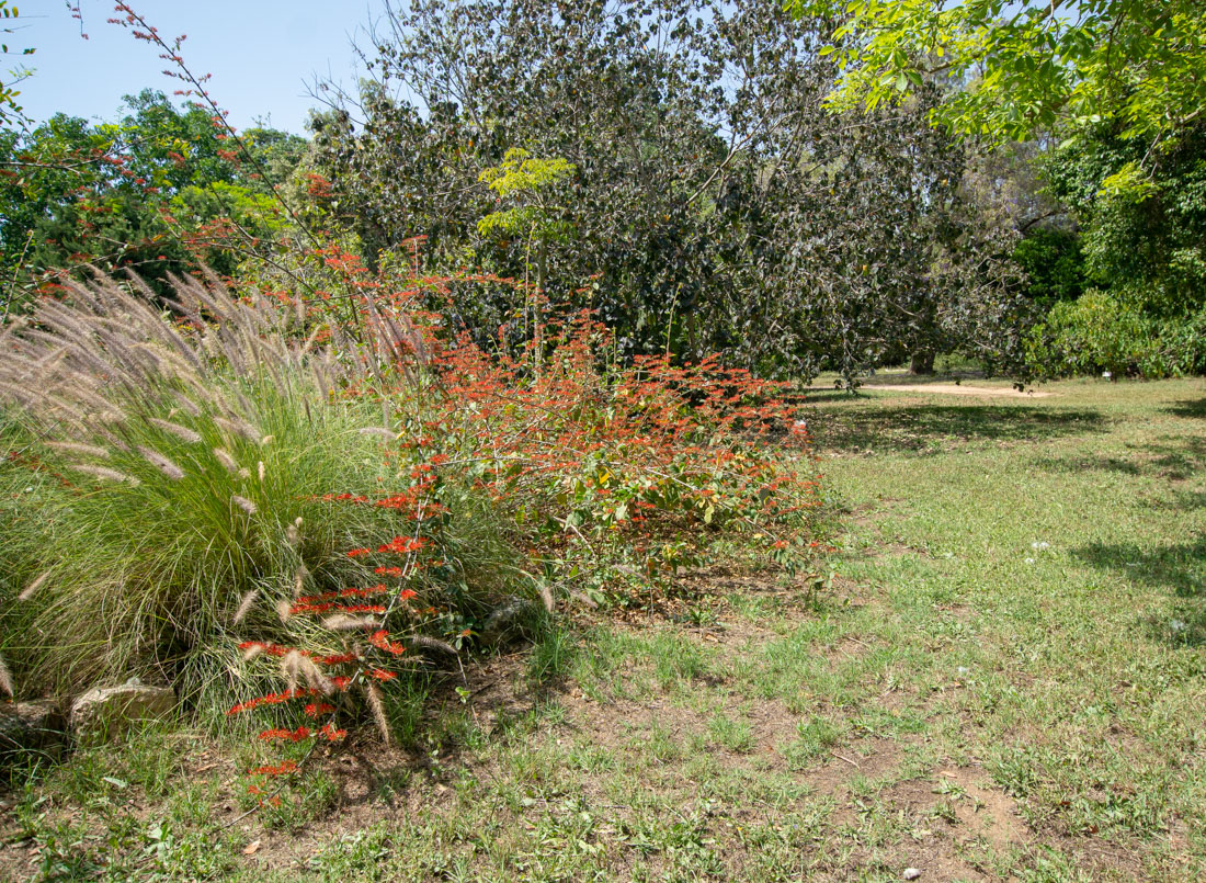 Image of Combretum microphyllum specimen.