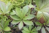 Rodgersia aesculifolia. Листья в осенней окраске. Санкт-Петербург, Ботанический сад БИН РАН, альпийская горка, в культуре. 09.09.2020.