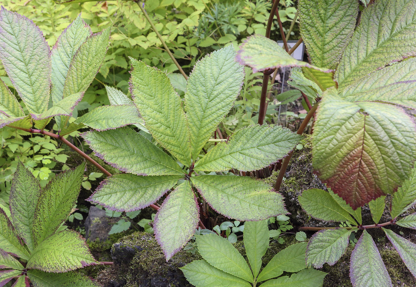 Image of Rodgersia aesculifolia specimen.