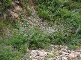 Gypsophila pacifica. Цветущее растение у подножия скал на берегу Японского моря. Приморский край, Ольгинский р-н, 6 км Ю-В с. Милоградово, бух. Красная Скала. 12.08.2009.