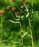 Erigeron speciosus