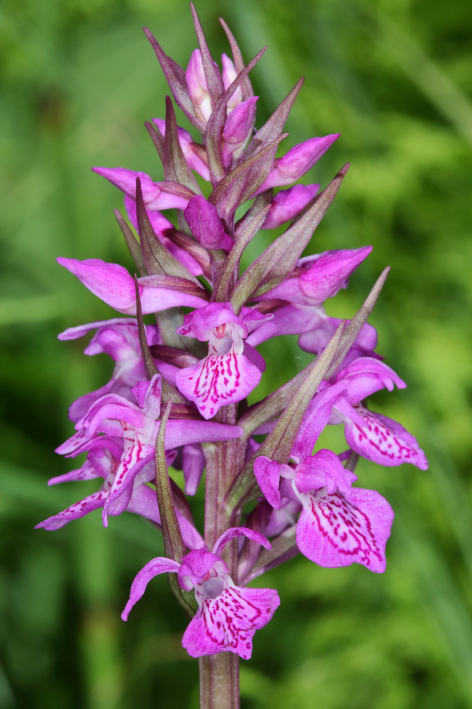 Image of Dactylorhiza traunsteineri specimen.