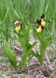 Cypripedium calceolus. Цветущие растения. Ленинградская обл., Волосовский р-н, окр. дер. Донцо, лиственный лес, обочина грунтовой дороги. 03.06.2020.