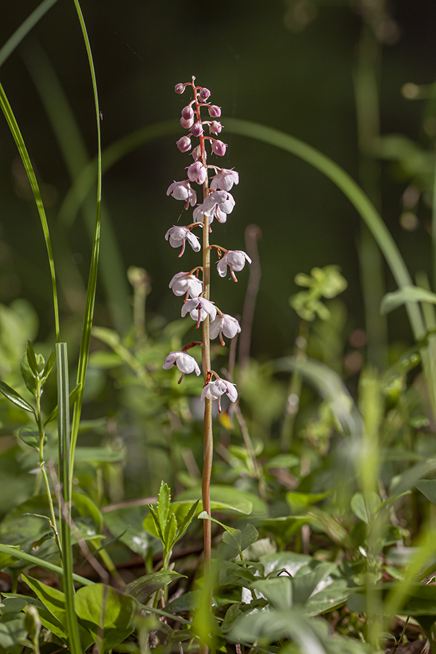 Image of Pyrola incarnata specimen.