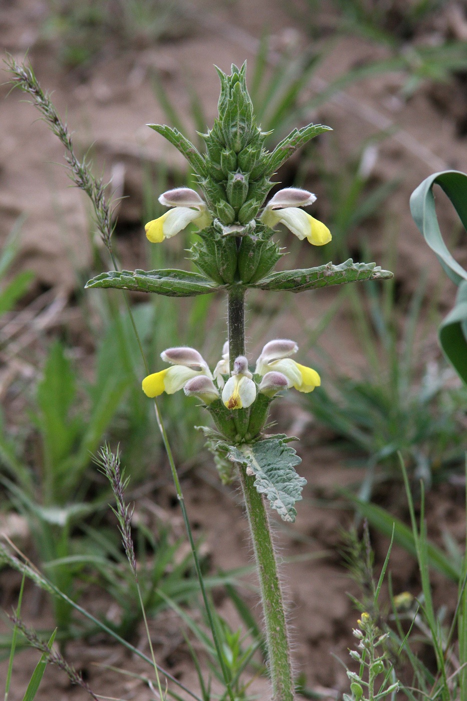 Image of Phlomoides labiosa specimen.