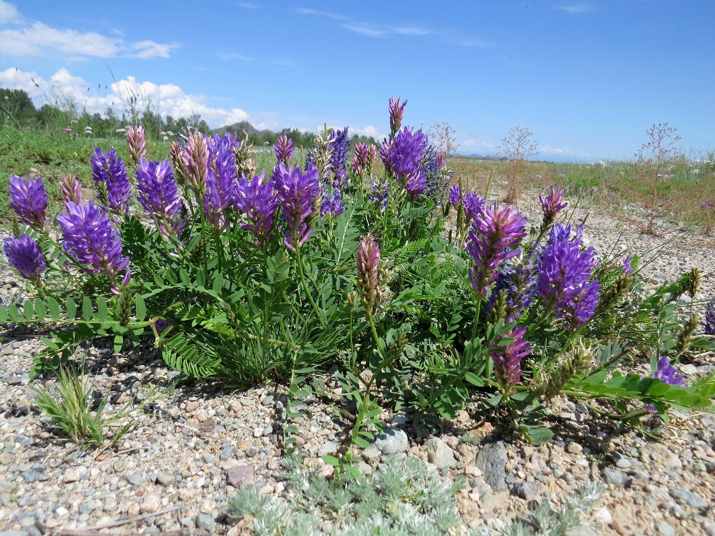 Image of Astragalus adsurgens specimen.