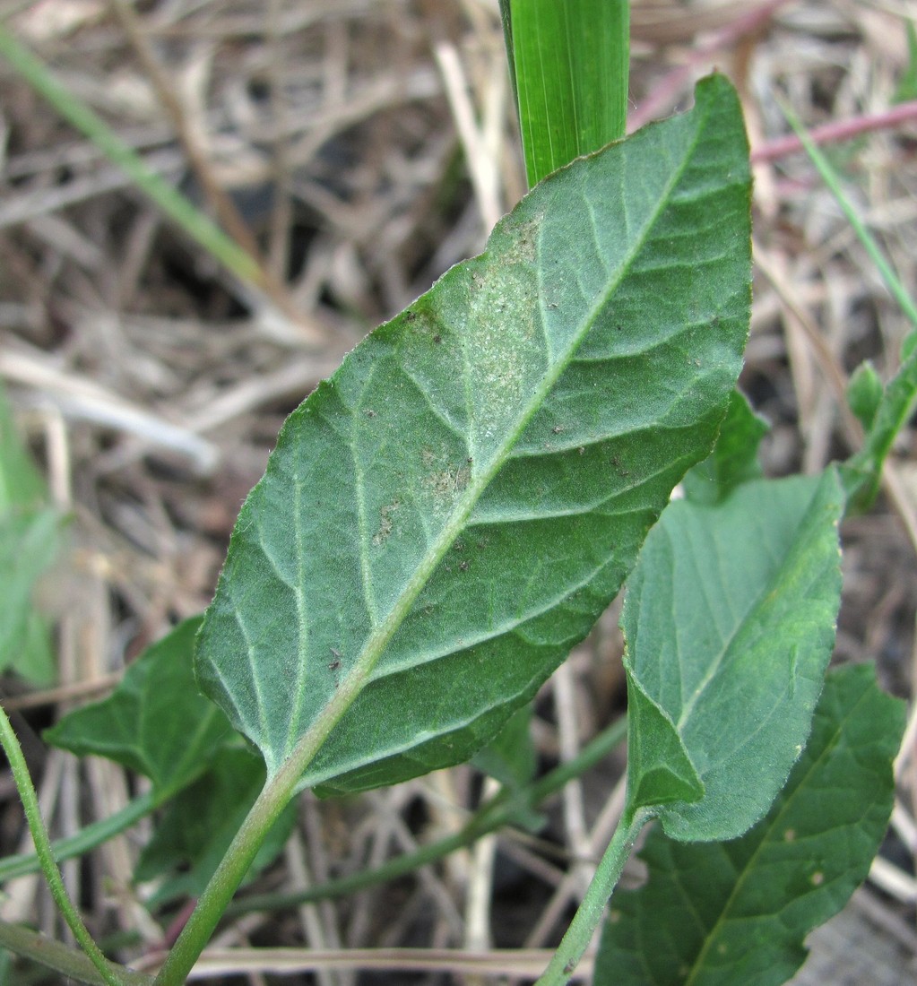 Изображение особи Convolvulus arvensis.