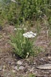 Schrenkia golickeana