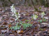 Corydalis caucasica. Цветущее растение в каплях дождя. Краснодарский край, Крымский р-н, окр. станицы Неберджаевская, ур. Глубокий Яр, дубово-грабовый лес. 03.04.2021.