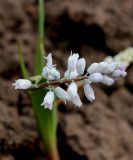 Hyacinthella leucophaea