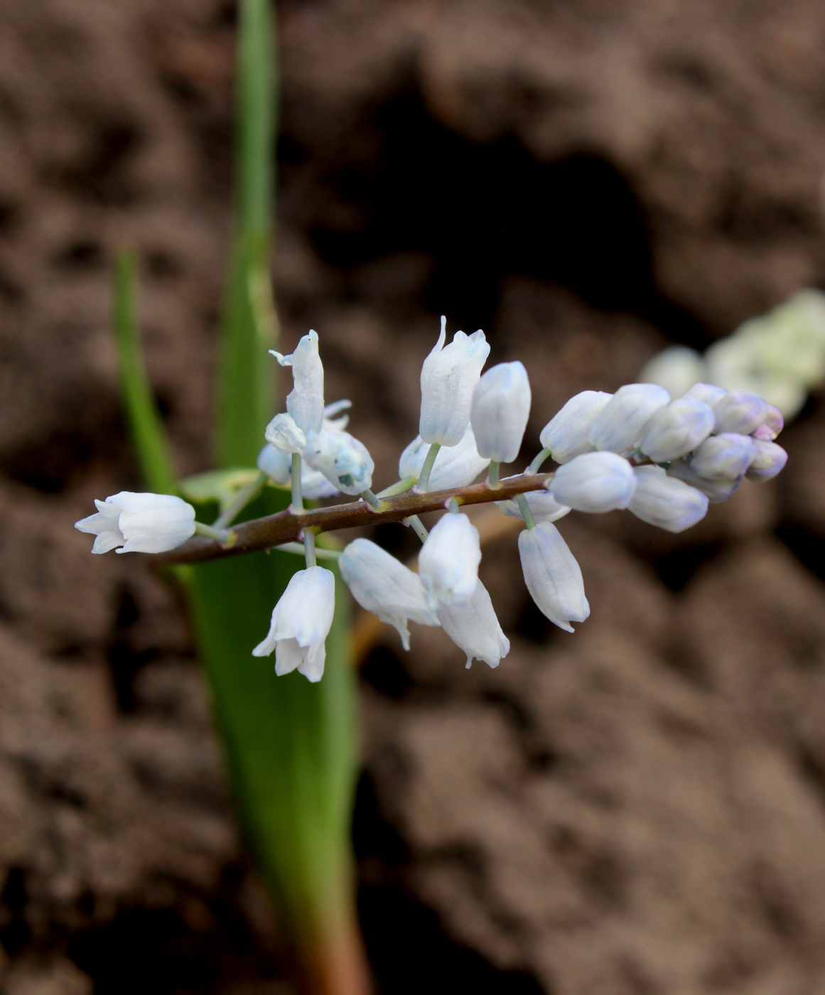 Image of Hyacinthella leucophaea specimen.