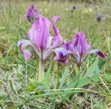 Iris pumila