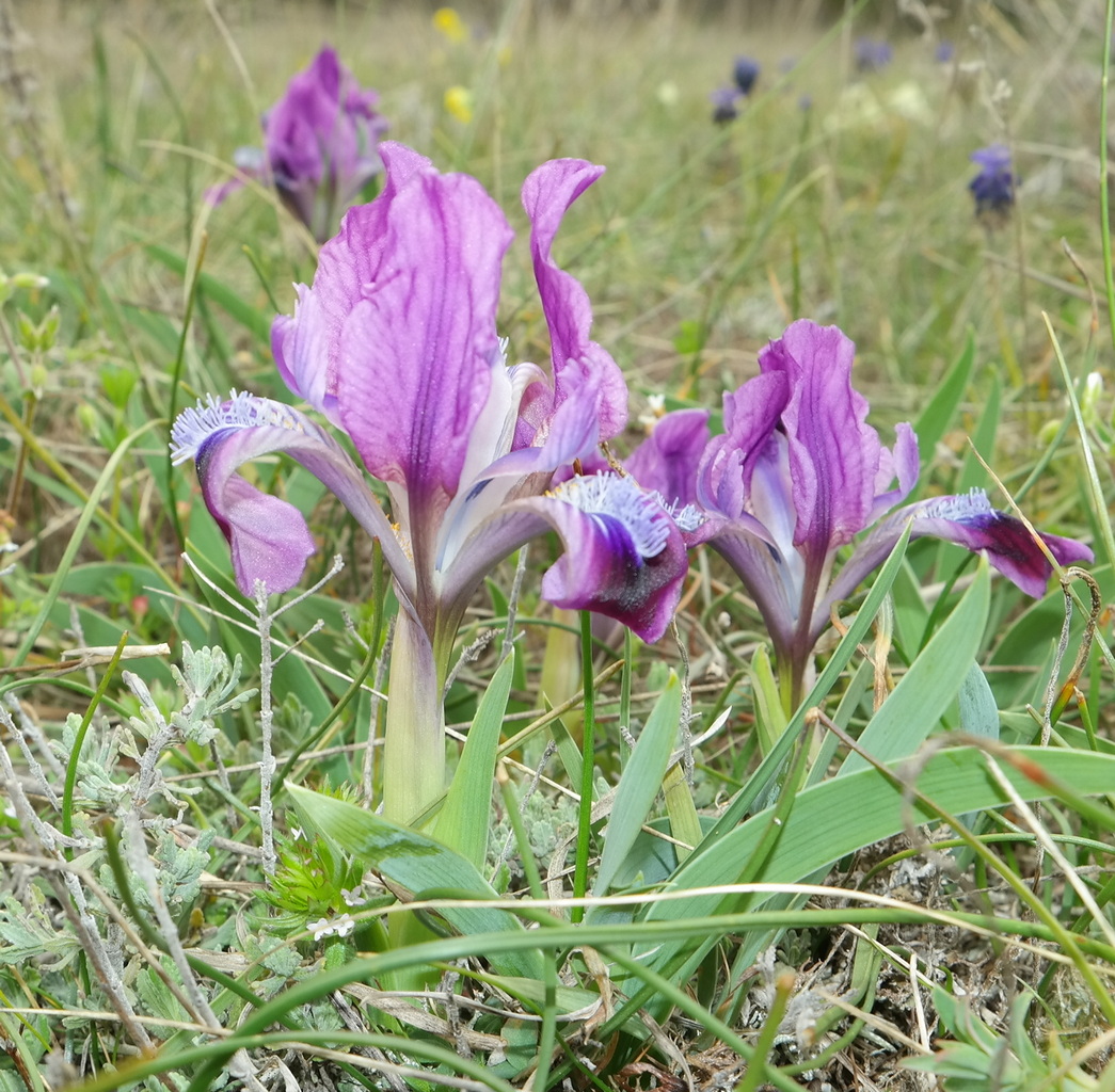 Изображение особи Iris pumila.