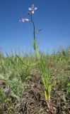 Chorispora tenella