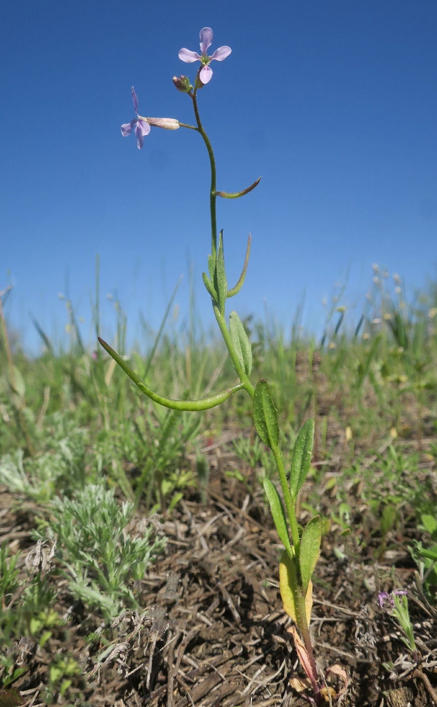 Image of Chorispora tenella specimen.