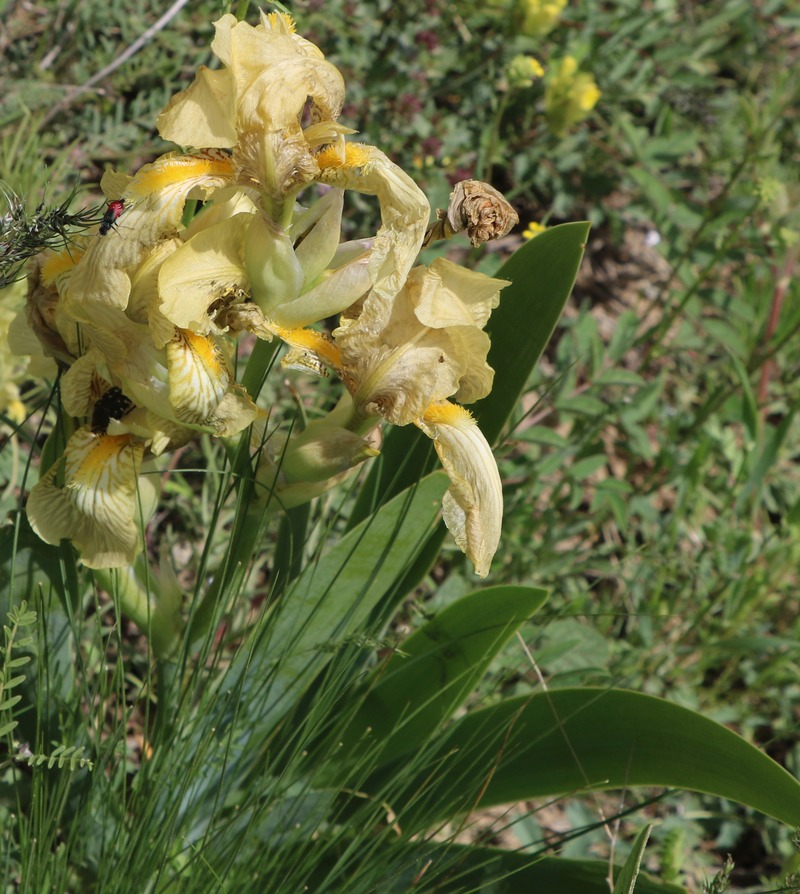 Изображение особи Iris imbricata.