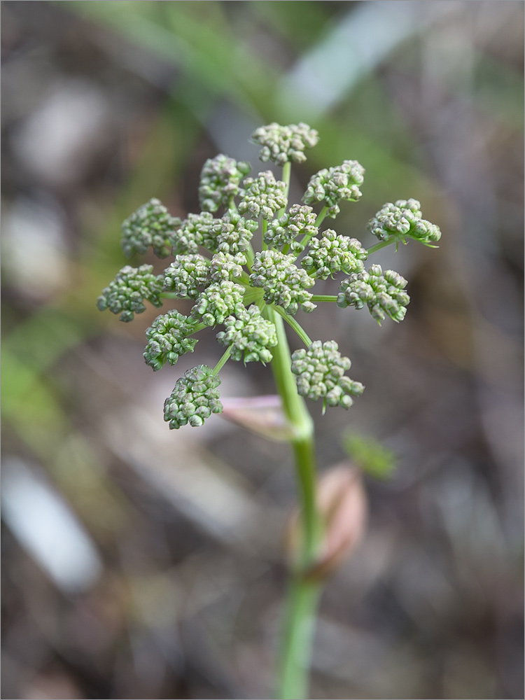 Изображение особи Angelica sylvestris.