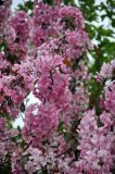 Malus × purpurea. Верхушка побега с соцветиями. Астраханская обл., Астрахань, в культуре. 25.04.2021.