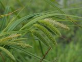 Carex pseudocyperus