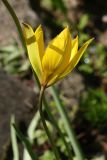 Tulipa sylvestris. Верхушка побега с цветком. Санкт-Петербург, Старый Петергоф, парк \"Сергиевка\", цветник с элементами рокария и альпийской горки. 29.05.2021.