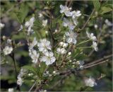 Image of taxon representative. Author is Виталий Гуменюк