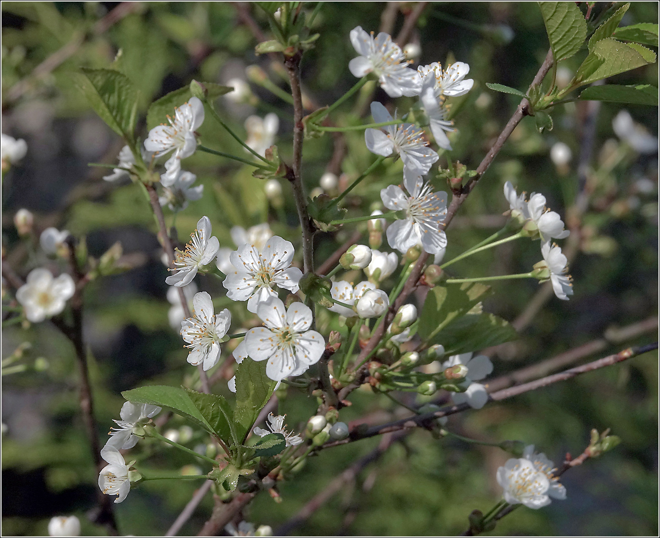 Изображение особи Cerasus vulgaris.