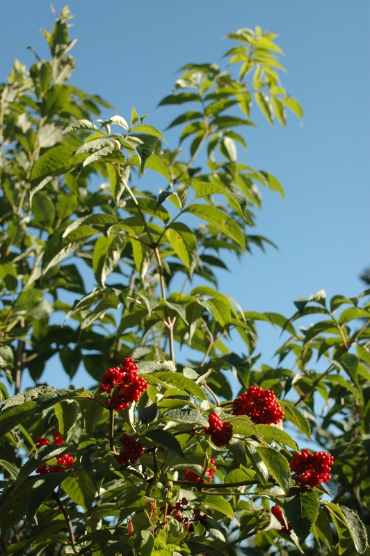 Изображение особи Sambucus sibirica.