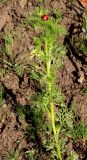 Adonis flammea