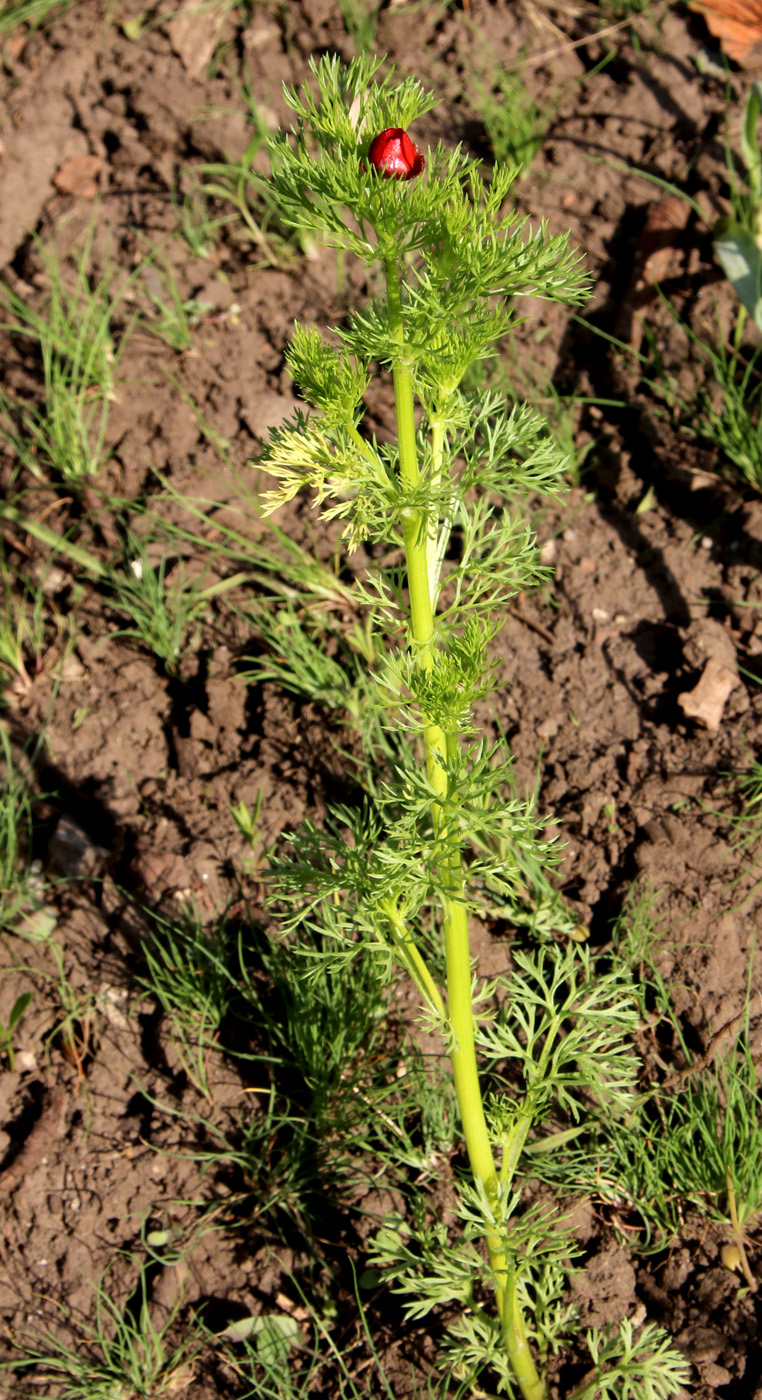 Изображение особи Adonis flammea.