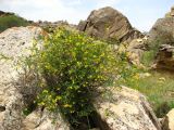 Jasminum fruticans