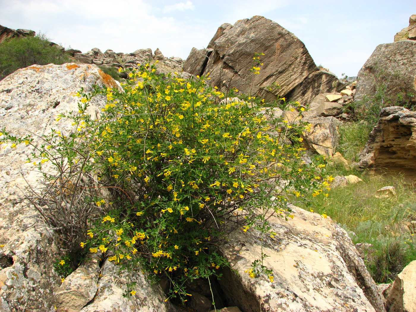 Image of Jasminum fruticans specimen.