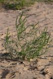 Atriplex littoralis