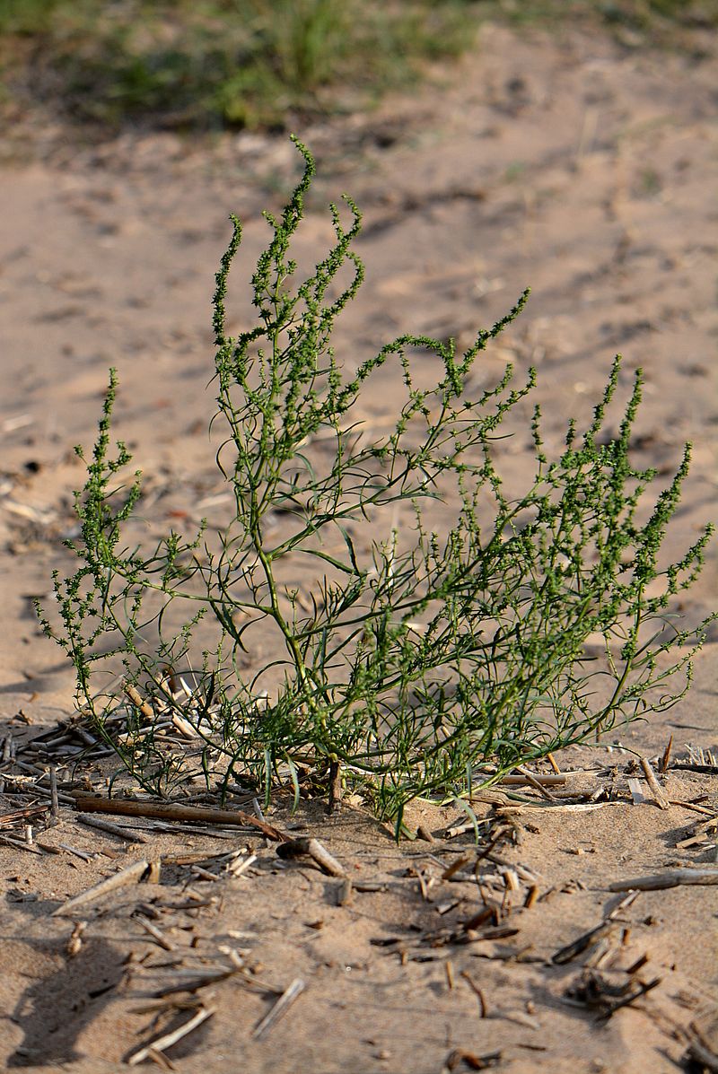 Image of Atriplex littoralis specimen.