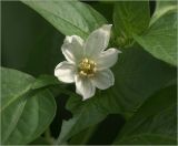 Capsicum annuum